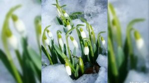 ЯШЬЛЕГЕМ ЭЗЛӘРЕ