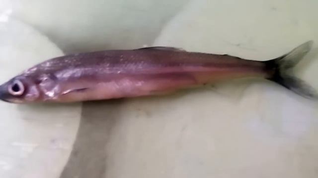 Необычная рыба которая пахнет огурцами - Снеток, рыба эндемик, озеро Ильмень смотреть онлайн