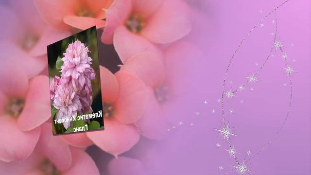 Клематис...-Христианские фонограммы -  Я дякую за плин мого життя ..