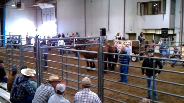 Harley Troyer Draft Horse Auction Fall 2011 - Percheron/Belgian Geldings смотреть онлайн