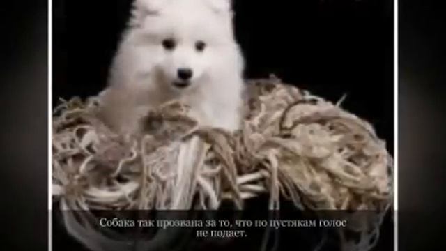 Маленькие породы собак ЯПОНСКИЙ ШПИЦ смотреть онлайн