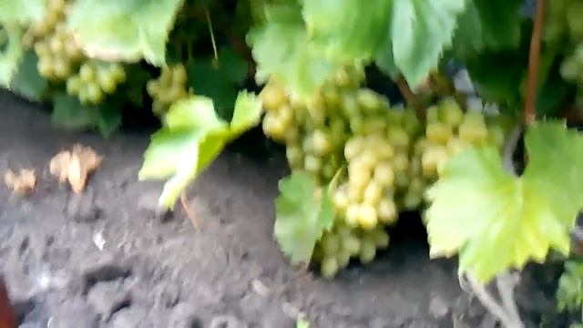 Сорт винограда лора смотреть онлайн