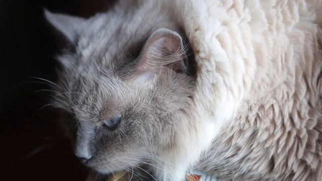 Котаны видеотест Canon70D+Helios 44M 6 смотреть онлайн