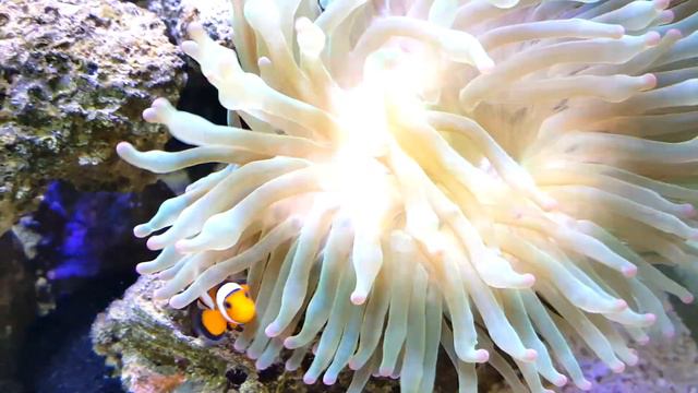 NICK'S REEF PARADISE, 300 litre reef tank. смотреть онлайн