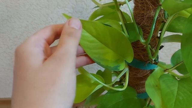 Сциндапсус Неон (Neon)