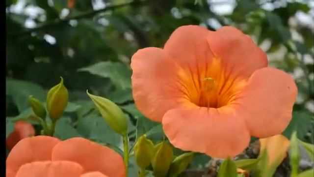 Song From A Secret Garden Piano & Violin   YouTub