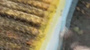 Трутневый гомогенат. Польза  и состав.