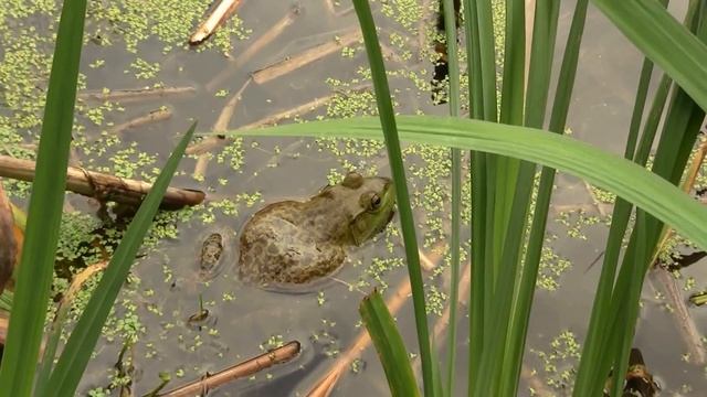 Bullfrog. Лягушка-бык (1762sp)