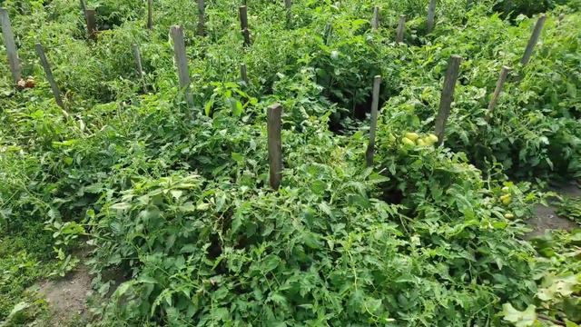 ПРОЕКТ НАШЕЙ НОВОЙ СПАЛЬНИ/СОБИРАЕМ УРОЖАЙ смотреть онлайн