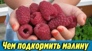 Теперь у меня всегда крупная малина Простейшая подкормка для крупной и сладкой ягоды