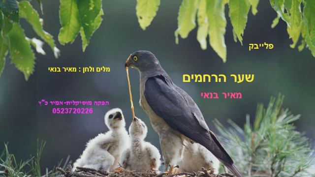 שער הרחמים-מאיר בנאי-פלייבק смотреть онлайн