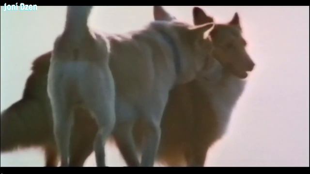 Мужчина не мог понять, куда каждый день уплывает его Пес , То что он узнал поразило.. смотреть онлайн