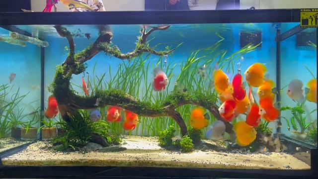 Аквариум с дискусами от Quoc Hoi