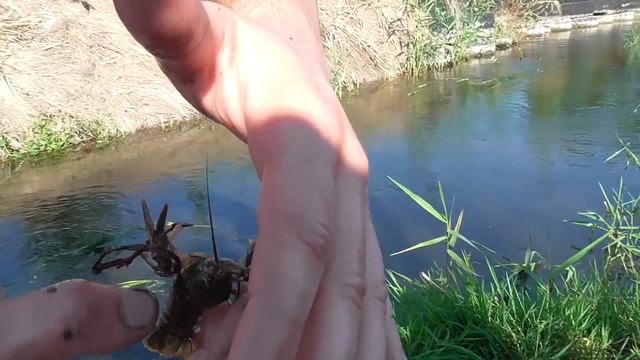 VLOG: ЛОВЛЮ РАКОВ РУКАМИ! МНОГО ЗМЕЙ! / Виталий Зеленый