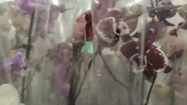 №766/ СВЕЖИЕ, шикарные ОРХИДЕИ в ЛЕРУА МЕРЛЕН смотреть онлайн