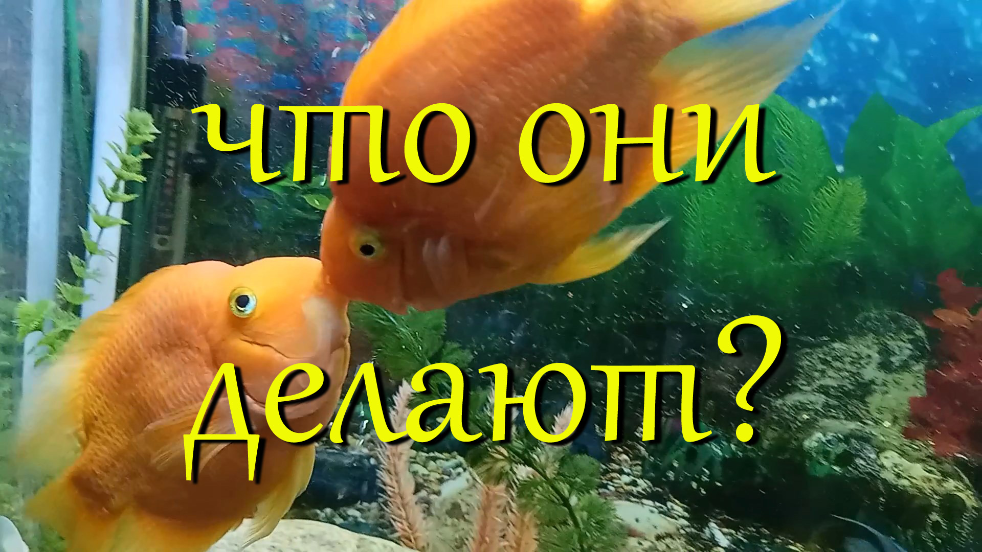 #Красные попугаи, посмотрите, что они делают в аквариуме. #Кто знает, что они делают? смотреть онлайн