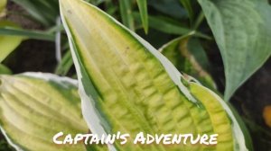 Хоста сорт Captain's Adventure сменила свой окрас листьев
