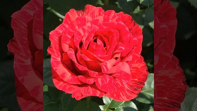Ах, эти розы 🌹 Красивая музыкальная открытка на музыку: Миллион алых роз смотреть онлайн