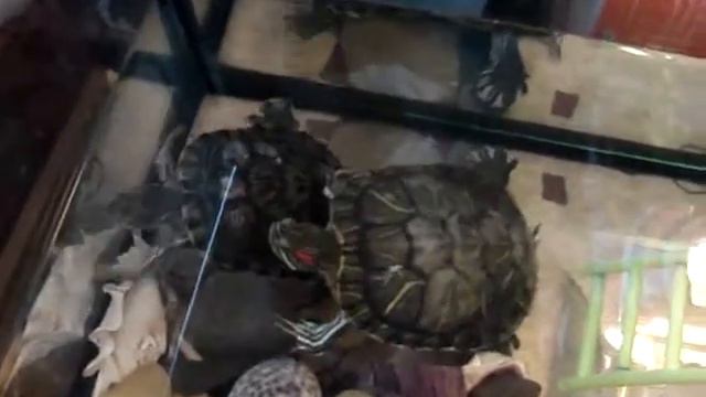 Красноухие черепахи смотреть онлайн