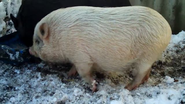 супоросные вьетнамские свиньи/Домашние хозяйство./Домашнее хозяйство. смотреть онлайн