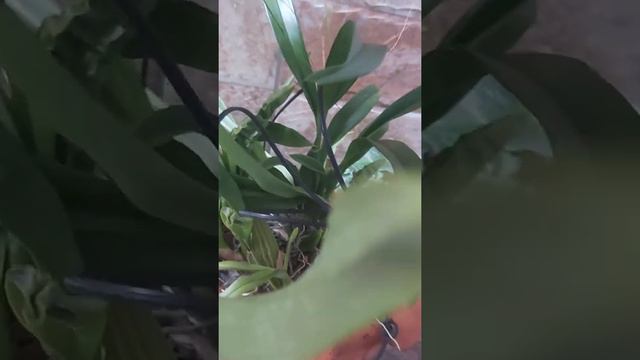 orquídea catleia no meu cultivo porque não tirar bulbos antigo смотреть онлайн