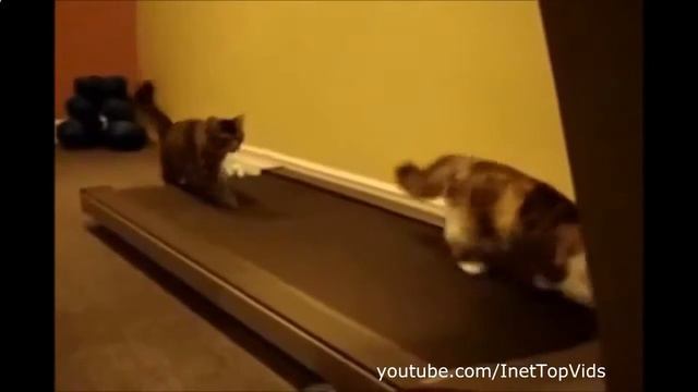 youtube смешное видео про животных смотреть бесплатно смотреть онлайн