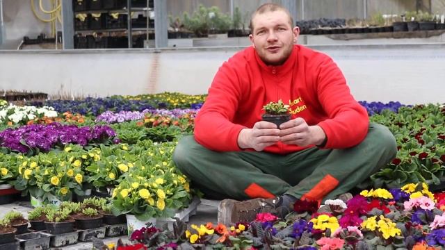 Gartentipps März 2020 - Gärtnerei Klenart-Stauden Erfurt смотреть онлайн