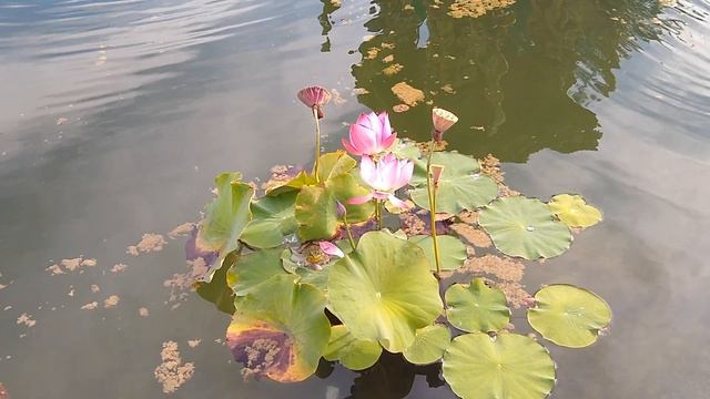 TRANSCENDING: Trans Buddhist Voices | Part 2