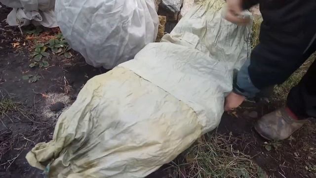 УКРЫВАЕМ ЗИМНИЕ РАСТЕНИЯ МОЖЖЕВЕЛЬНИК НА ЗИМУ САМЫЙ ДЕШЕВЫЙ СПОСОБ DIY СВОИМИ РУКАМИ смотреть онлайн