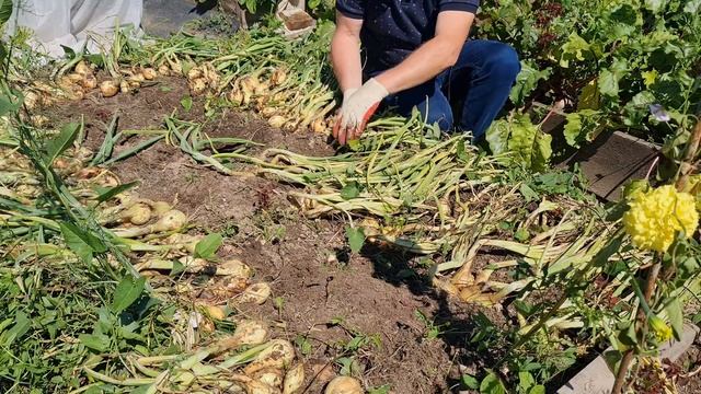 Уборка и хранение семейного лука смотреть онлайн