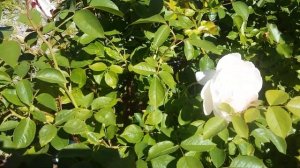 Зацветает роза Дездемона-нежная барышня Д.Остина и пион Иммакуле