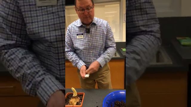 Amaryllis- Grow your own смотреть онлайн