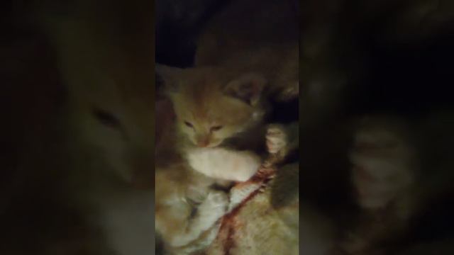 Котёнок Джо (Если сделать звук на максимум можно услышать как он мурчит) смотреть онлайн