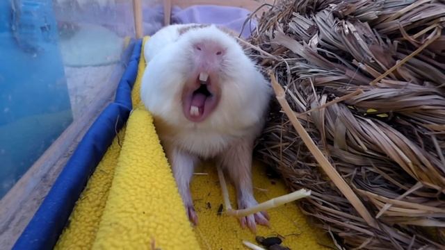Guinea Pigs React to Empty Treat Box | I Told my Guinea Pigs I Ate All of Their Treats смотреть онлайн