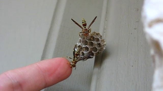 Playing with wasps смотреть онлайн