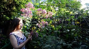 Посконник: посадка и уход, выращивание. Король осеннего сада: многолетний и неприхотливый