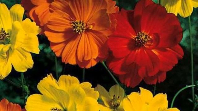 Космея.Посадка и уход.