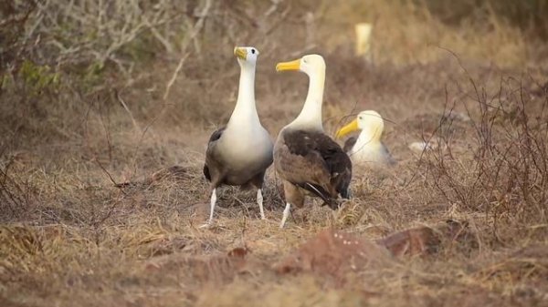Waved Albatross - Albatros de Galapagos