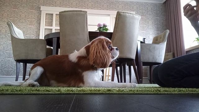 Кавалер- кинг-чарльз-спаниель начальная дрессировка смотреть онлайн