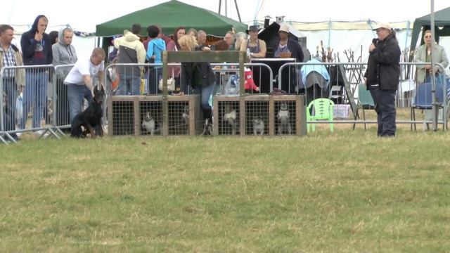 Funny Doberman Winning The Jack Russell Terrier Racing Epic смотреть онлайн