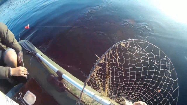 Лещ на кольцо 25.08.2017 смотреть онлайн