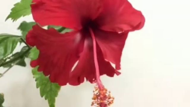 Time lapse of Hibiscus/China rose смотреть онлайн