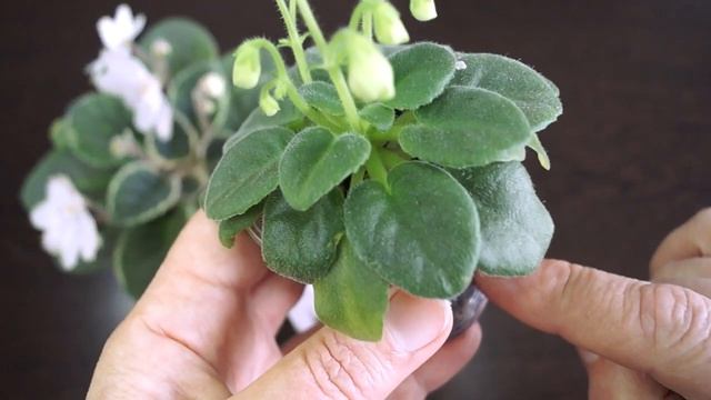 Фиалки ЛЕ-Японская жимолость и Mac's Misty Meadow. Первое цветение смотреть онлайн