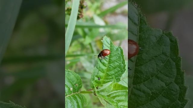 Листоед гладкий поедает монарду смотреть онлайн