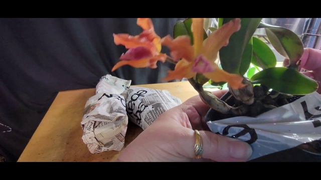 Orchid unboxing from The Tiny Jungle смотреть онлайн
