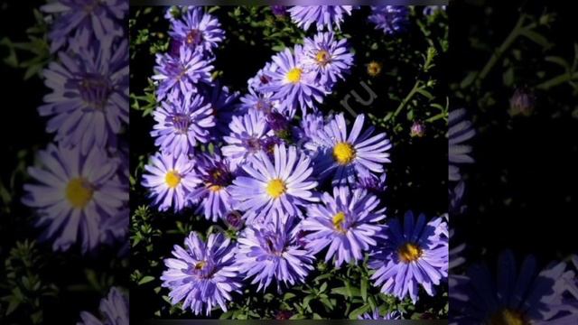 Астра смотреть онлайн