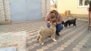 Американская акита –плюсы и минусы породы