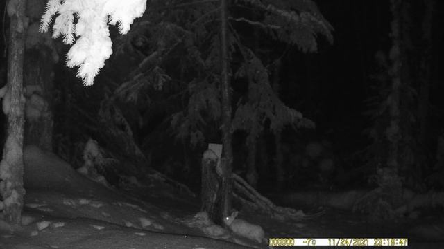 На солонце. Зайцы. Лиса. 2023 смотреть онлайн