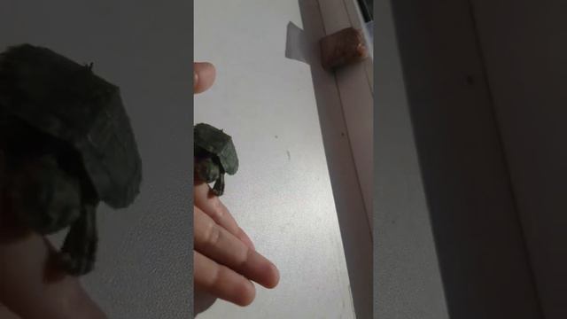 Утро черепашки по имени Наташка наподение на КАМЕРУ!😱🤕 ( прошло не очень хорошо ) смотреть онлайн