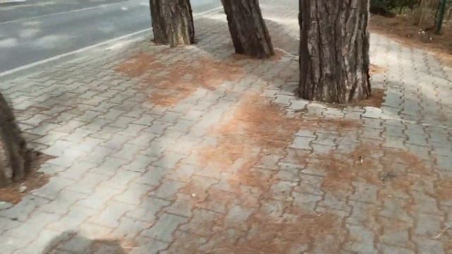 Отдых в ноябре Дорога из Чамьюва в Кириш Сосновый Лес смотреть онлайн